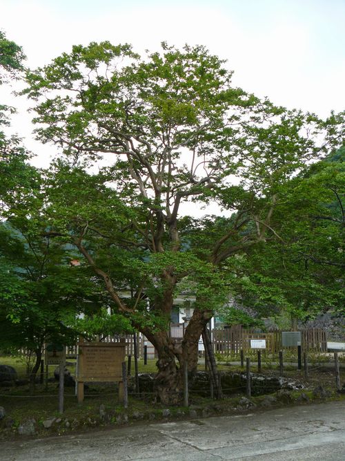 �_�q���̃T���X�x��