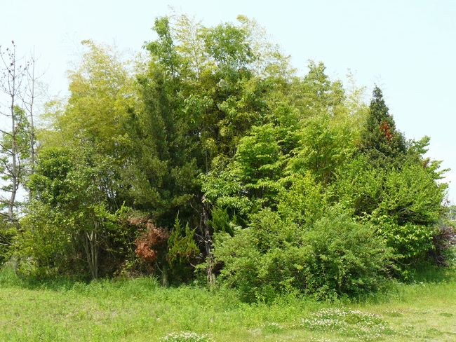 ���ˑ�Q����