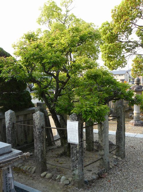 �O�c�V���_��