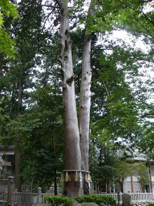 �C�\���_��