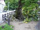 木の根橋
